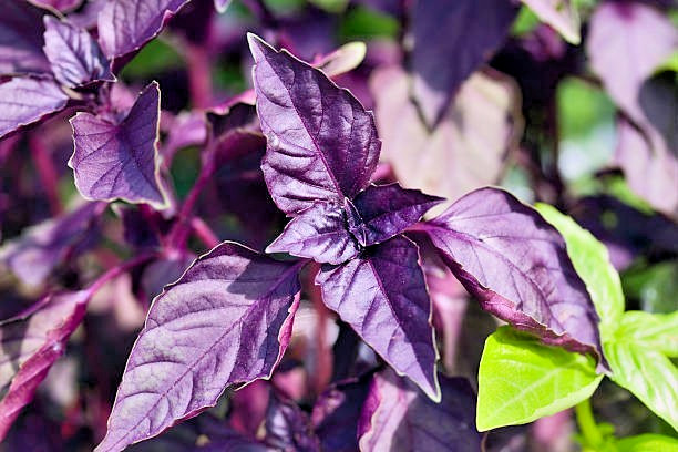 200 DARK OPAL PURPLE BASIL SEEDS | SALE FREE SHIPPING NON GMO