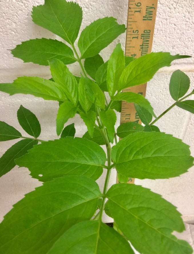 Elderberry Live Plants – 12″ Tall – 1qt Pot – Sambucus Canadensis – Zones 3-9
