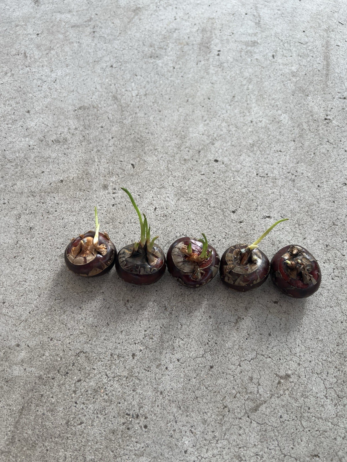 5Pcs Sprouted Water Chestnut Eleocharis Dulcis Ready to Plant