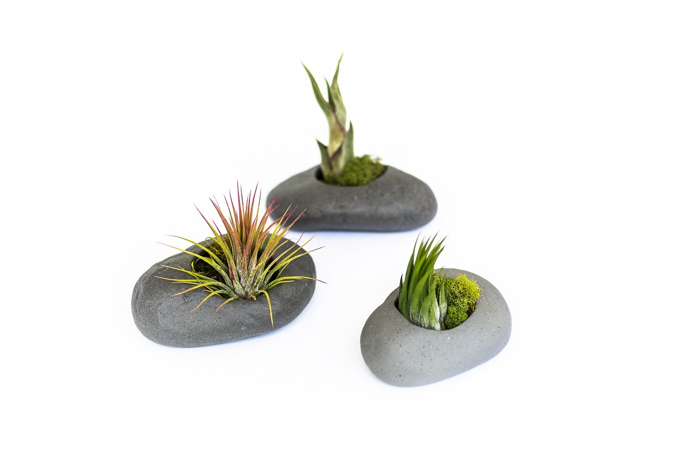 Gray Ceramic Holder with Live Air Plants – Easy Indoor Outdoor Home Decor