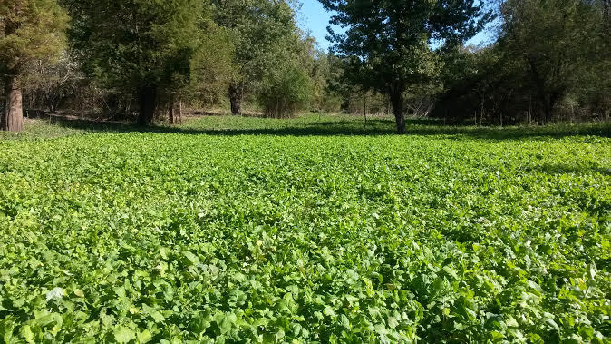 20LBS DEER GREENS PURPLE TOP TURNIP DAIKON RADISH RAPE SEED DEER FOOD PLOT SEED
