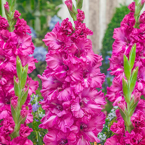 New (10) Mixed Colors Gladiolus Large.Flowering Small Bulbs, Check other items