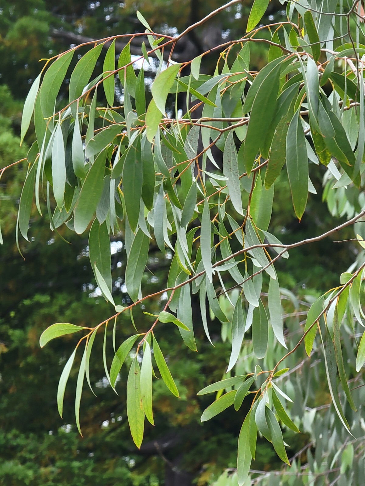 Eucalyptus rodwayii Seeds – ‘Swamp Peppermint’ – Rare Australian Tree Seeds