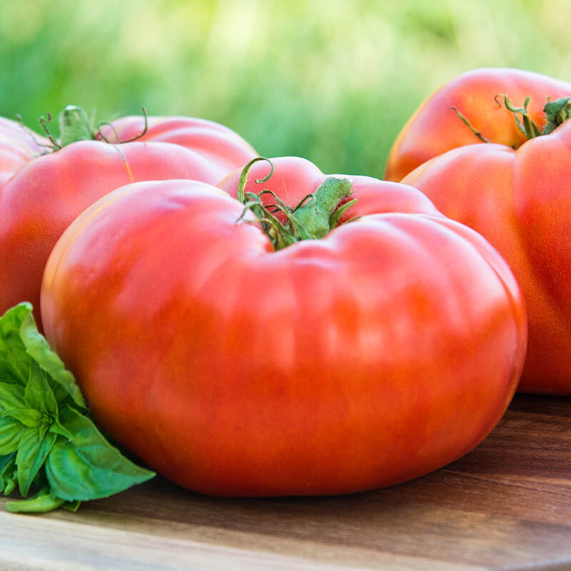 Red Brandywine Tomato Seeds 100 Ct Vegetable HEIRLOOM NON-GMO USA FREE SHIPPING