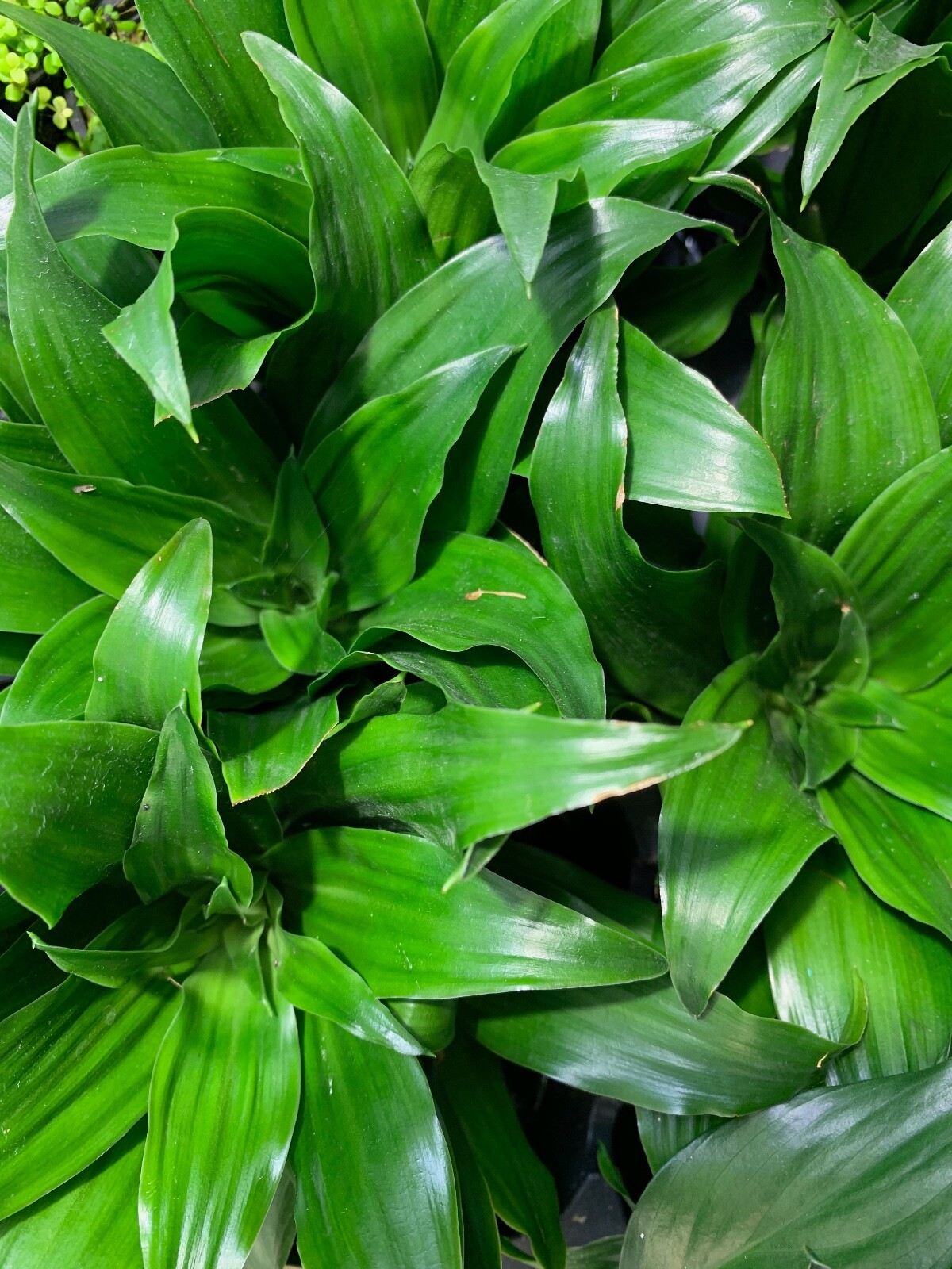 BUY 2 GET 1 FREE Janet Craig Pineapple Plant Dracaena Compacta Live House Plant✅