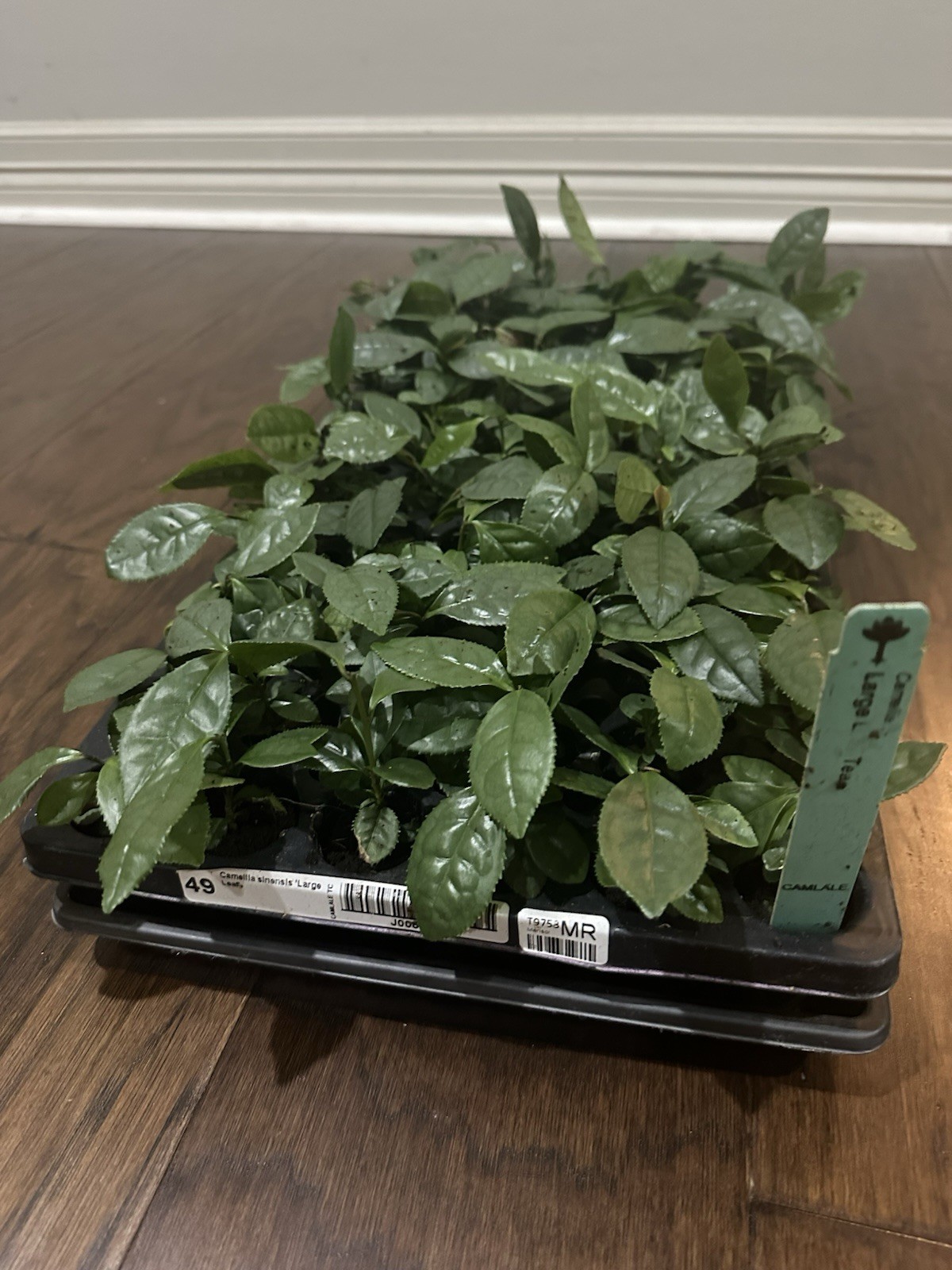 Camellia sinensis – 1 TC Plant Plug Tree – 2-6 inches – Tea Leaf!!!