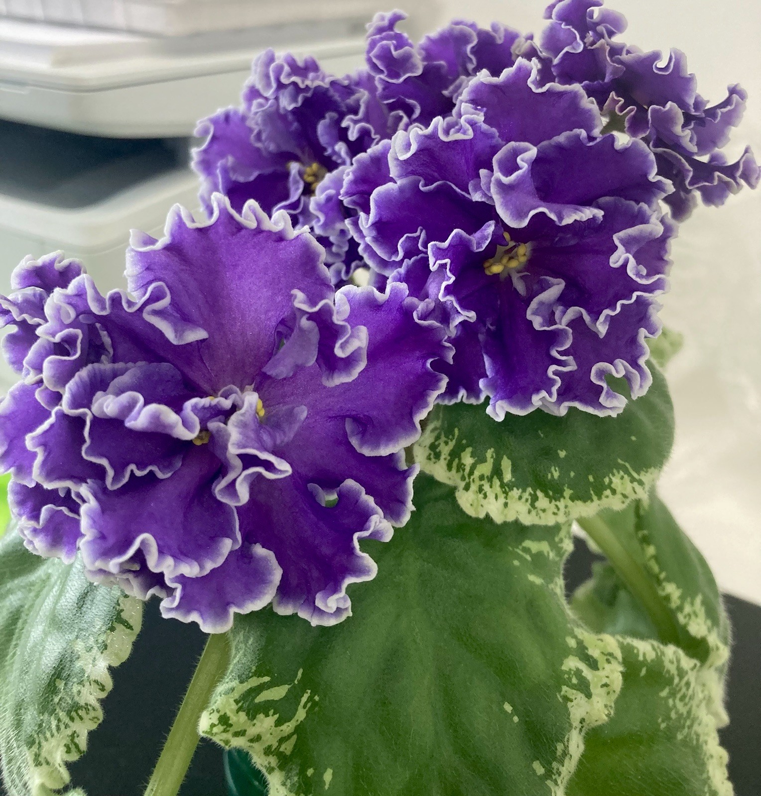 African Violet – KO-PASMURNIY DEKABR (A gloomy December ) Leaf Pot