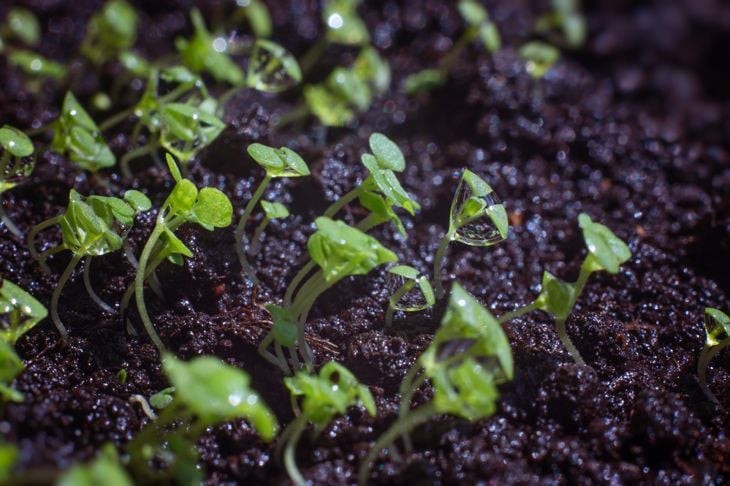 Peppermint Seeds Organic Non GMO Free Shipping!