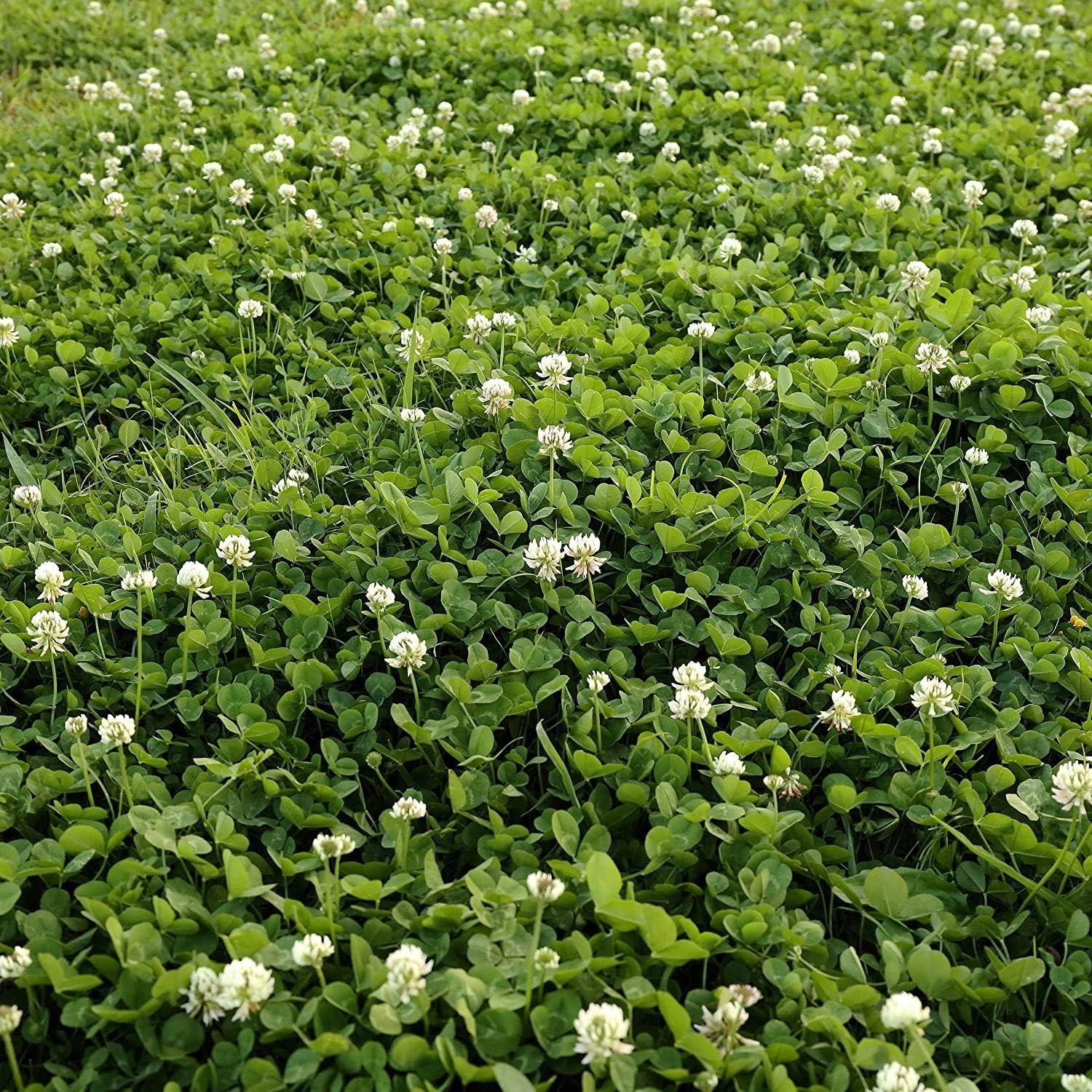 Non-GMO White Clover Seeds, Pre-Inoculated for Erosion Control & Ground Cover
