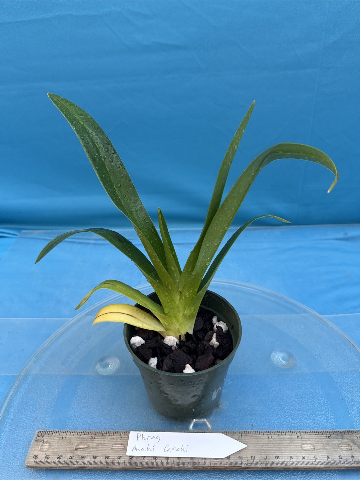 Phragmipedium Anahi Carchi Pink White Green Orchid Hybrid Tall Spikes 4” Pot