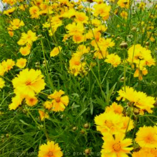 LANCELEAF COREOPSIS SEEDS – 25 SEEDS WOW Comb. S/H – SEE OUR STORE