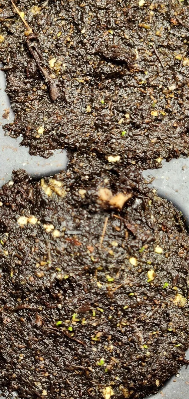Brahmi (Bacopa monnieri) Seeds, organic
