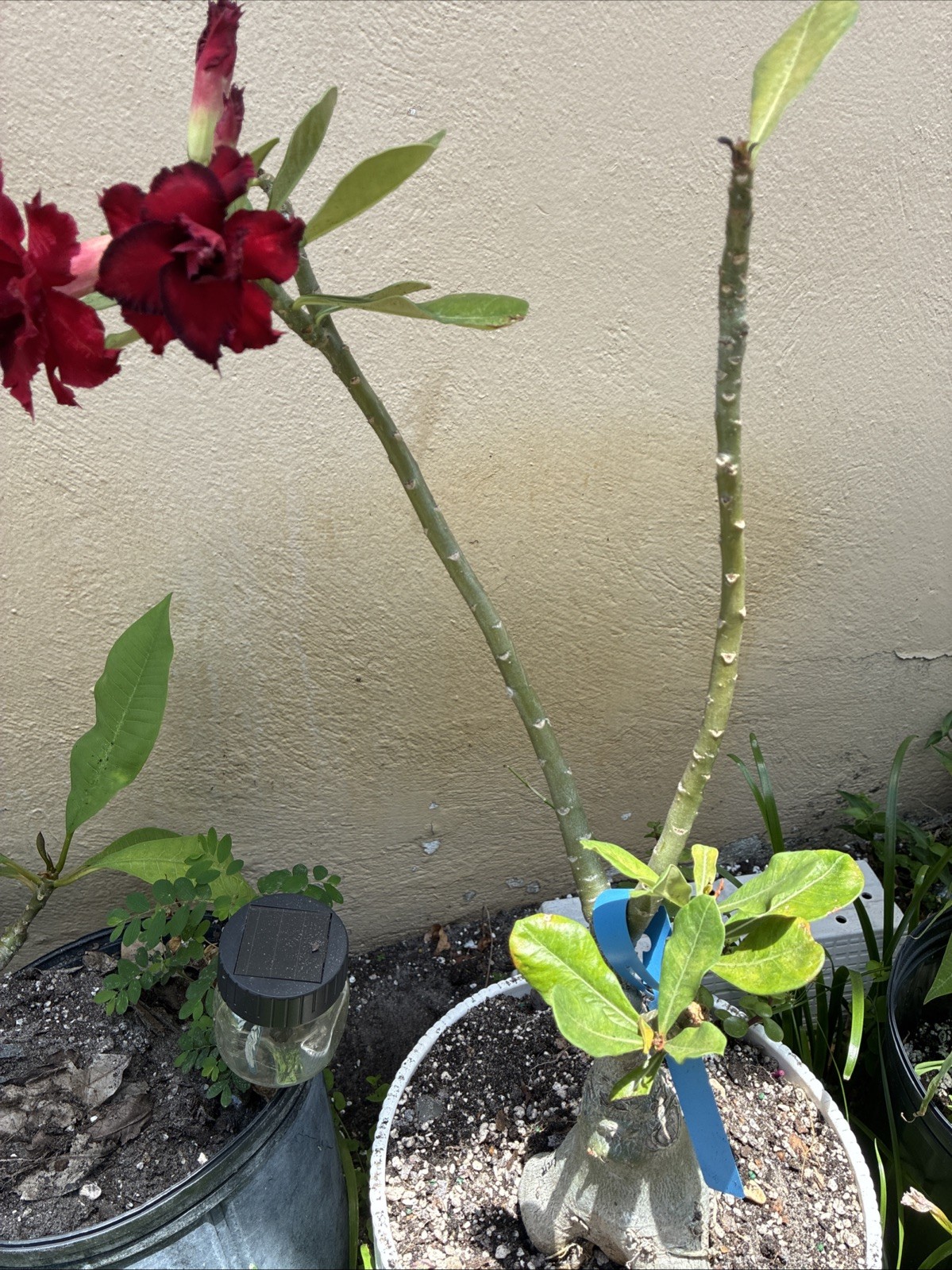 Beautiful Desert Rose Live Plant Exotic Red Triple Petal With Dark Edge 25” Tall