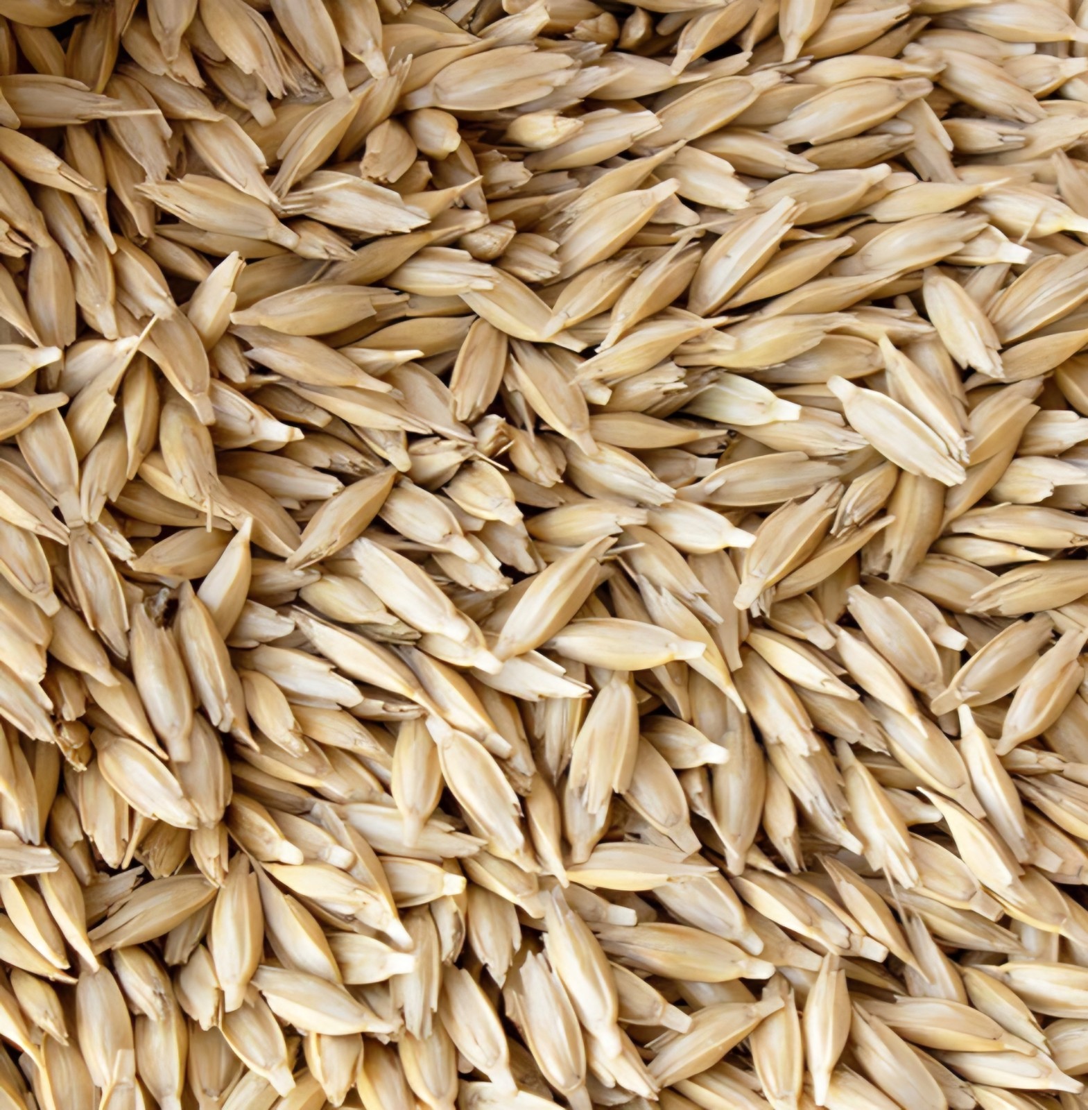 100 Puerto Rican Grown Ancient Heirloom Einkorn Wheat Seeds NON GMO ORGANIC