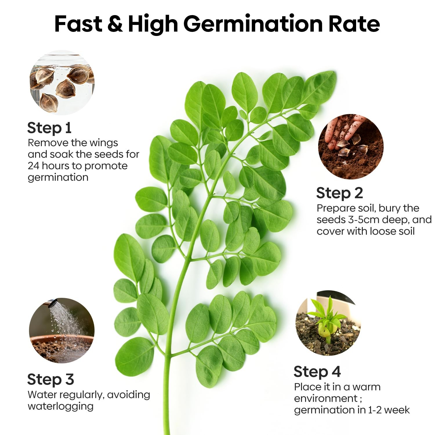 Groundio Moringa Seeds for Planting, 2 Ounce 140+ Seeds, 100% 2 Ounce, brown