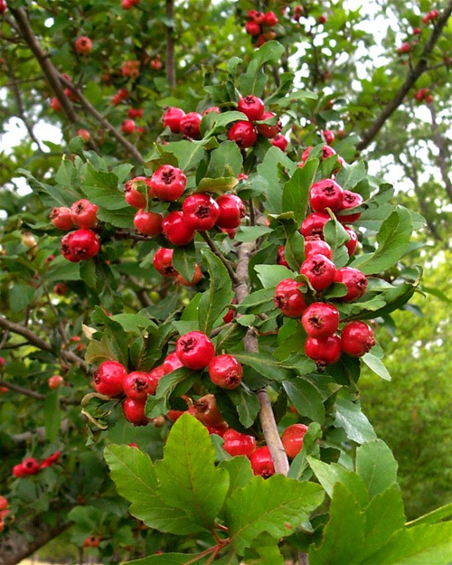 2 LIVE PLANTS HEIRLOOM MAYHAW FRUIT TREES MAY HAW APPLE HAWTHORN RED SEEDLING