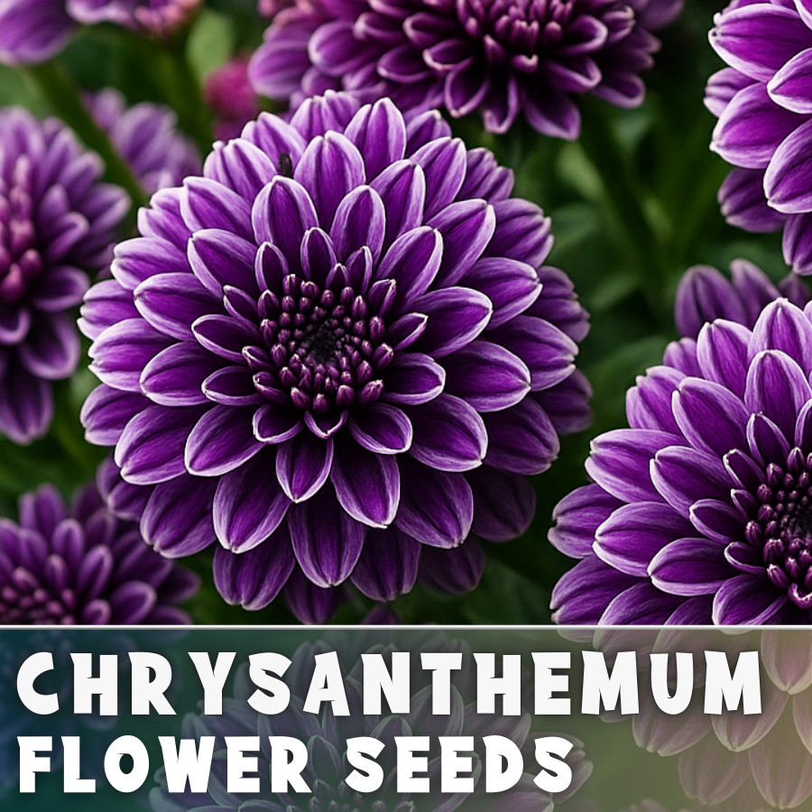 Nightfall Mum Chrysanthemum Seeds 200+ Seeds Mum Flower, Flower Seeds
