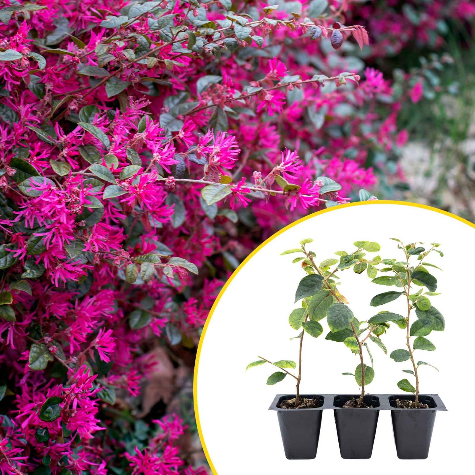 3 Chinese Fringe Flowers, Live Plants in 2.5″ Cubes (Loropetalum chinense)