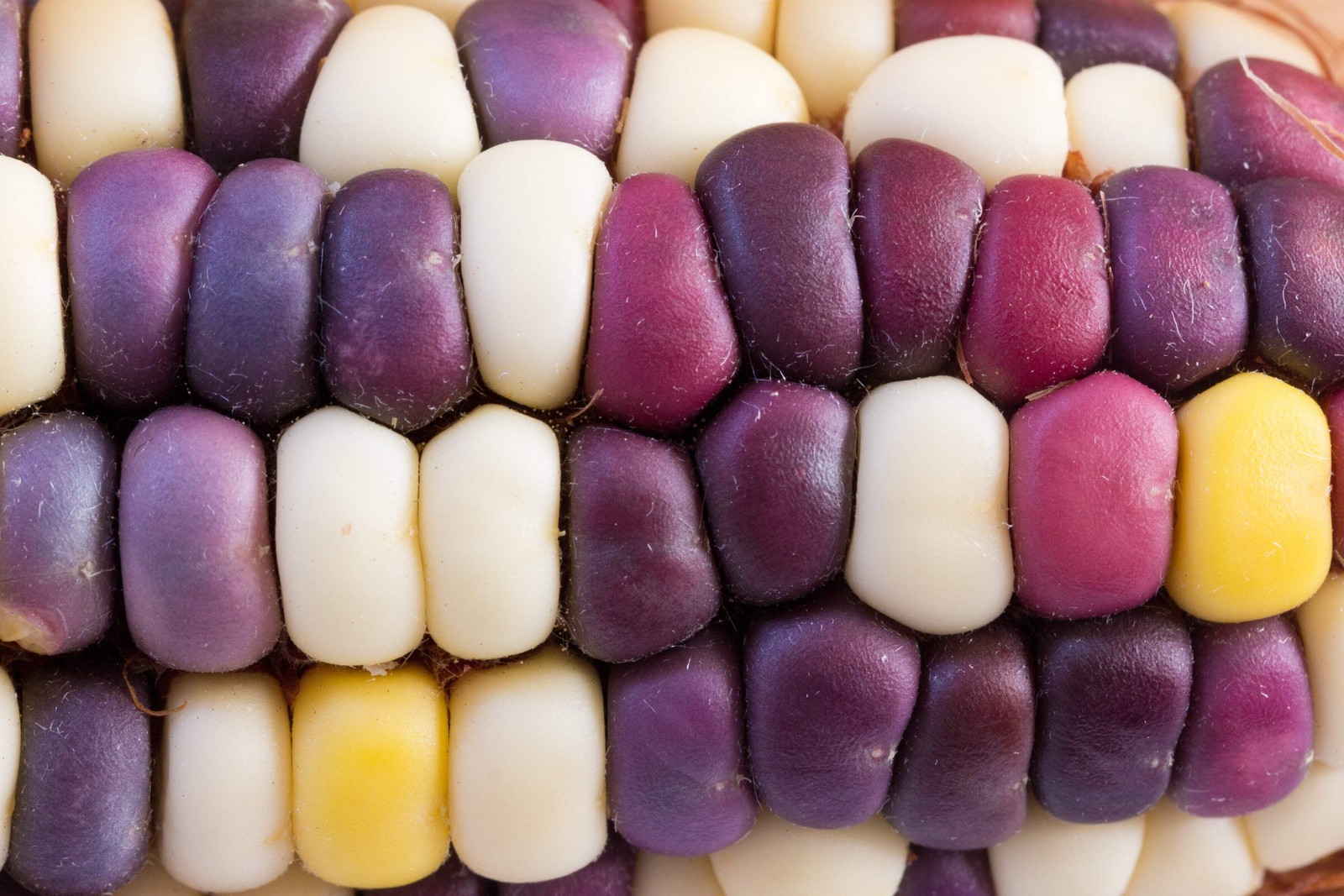 100 Ornamental INDIAN CORN WAMPUM Mixed Colors Zea Mays Vegetable Seeds