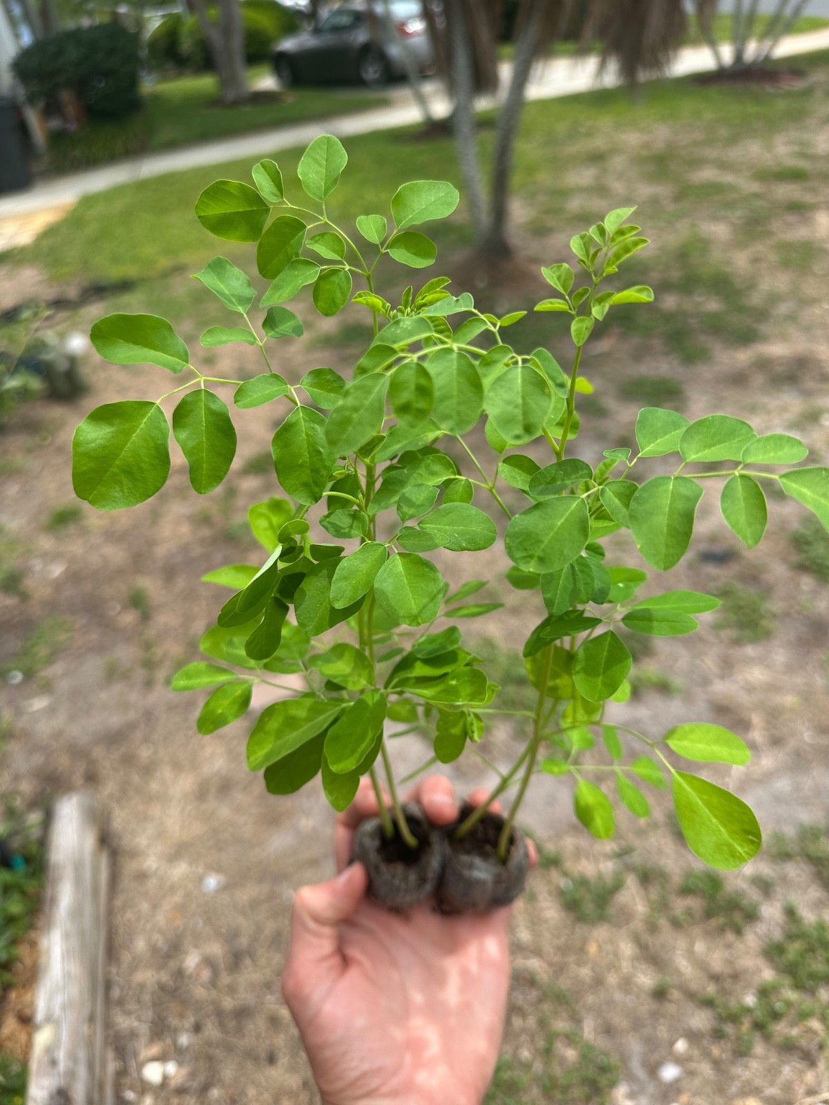 5 Live Moringa Tree Seedling 1 foot+ Moringa Oleifera live Miracle Tree Plant