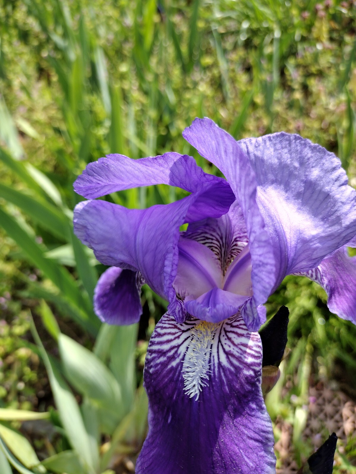 20x FRESH MIXED VARIETIES/COLORS BEARDED IRIS Bulbs/Rhizomes FRESH