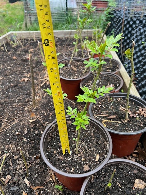 Live Sichuan Pepper Tree 1Yr Old, Zanthoxylum simulans, Lot of 2 花椒树苗