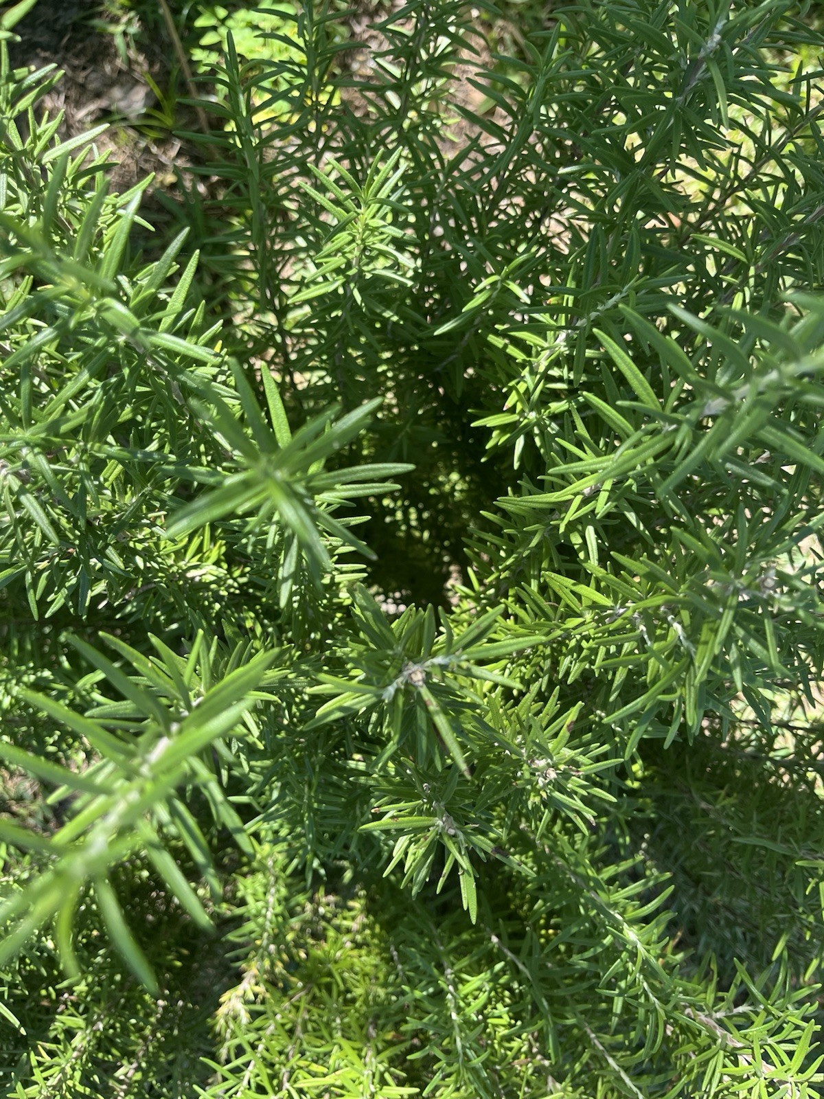 2 Rosemary Cuttings, Live Plants, 5-8” Rooted BARE ROOT