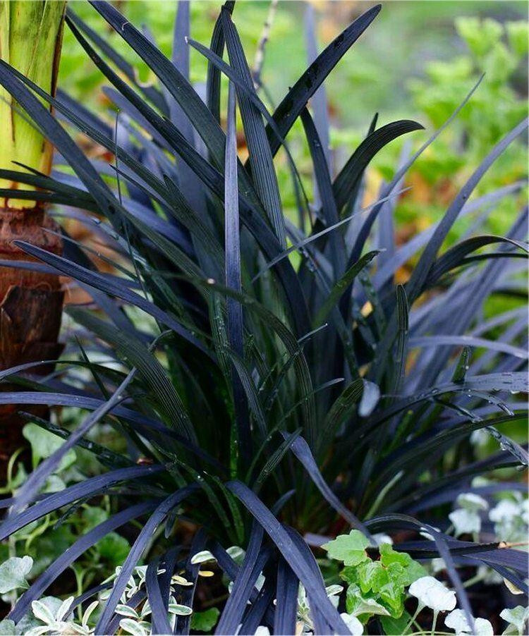 Black Mondo Grass Arabicus 25 Plants in 3-1/2 inch Pots
