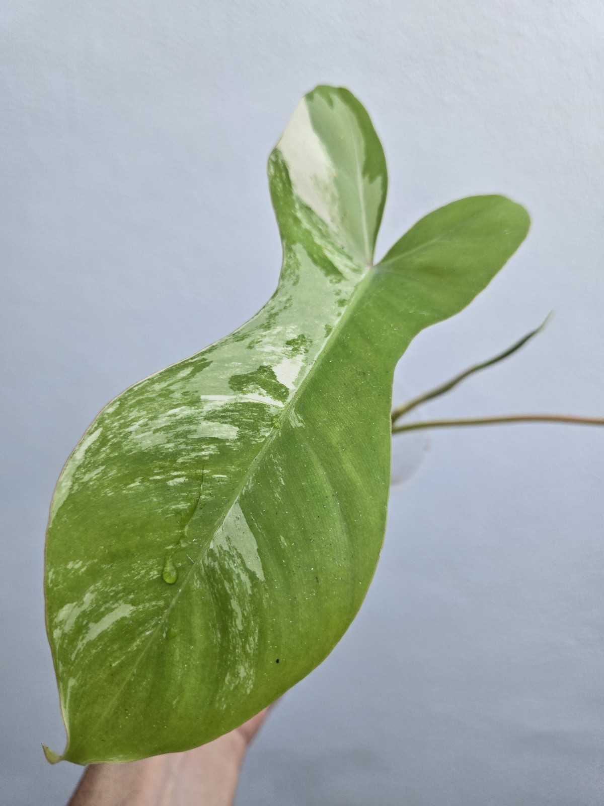 Variegated Philodendron Florida Beauty x Billietiae Jennifer not Monstera Mayoi
