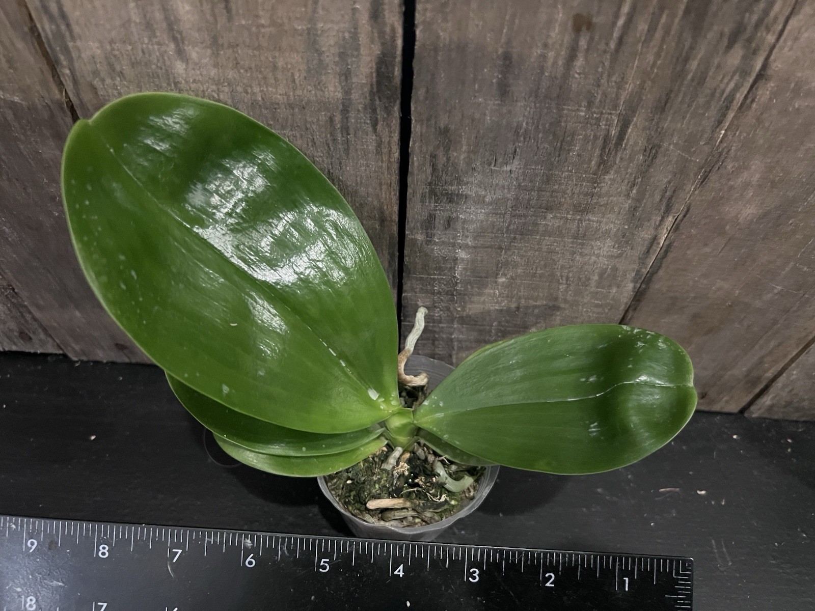 Phal. Mituo Golden Tiger, Mericlone, Blooming Size, Fragrant, FREE Shipping
