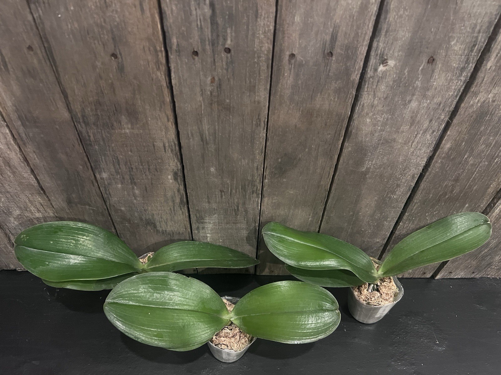Phal. Lyndon Tai Chi, Blooming Size, FREE Shipping