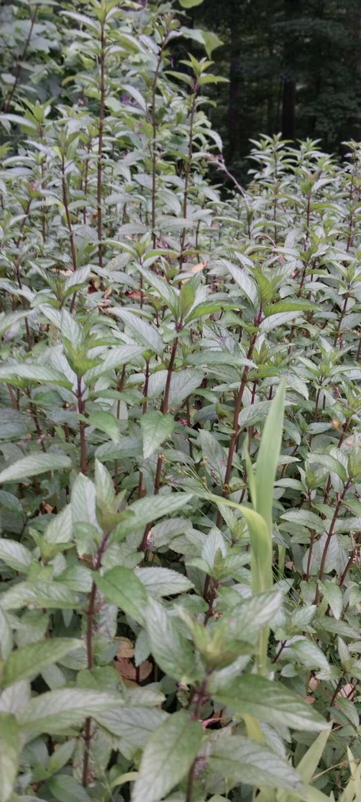 (6) SMOKY MTN. TN. CHOCOLATE PEPPERMINT STARTER PLANTS GREAT FOR DIGESTION/TEA!!