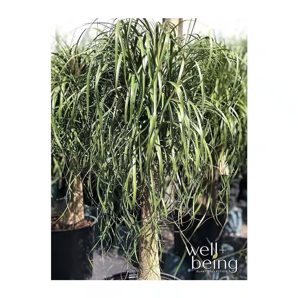 Ponytail Palm Live Indoor Plant in Growers Pot Avg Shipping Height 1 Ft. to 2 Ft