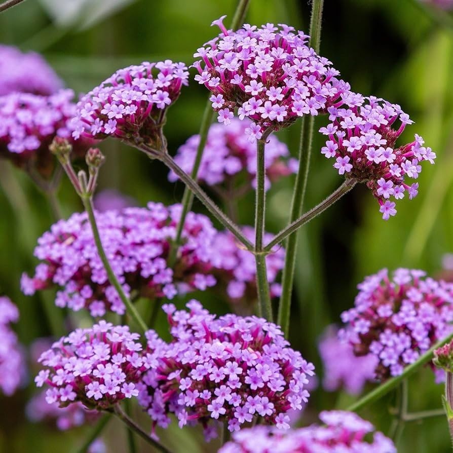 Purpletop Vervain Seeds 200+ Verbena Bonariensis Perennial Garden Medicinal USA
