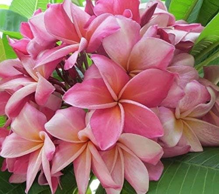 Mixed Hawaiian Plumeria Frangipani Cuttings Red White Yellow Pink 8″-10″ Long (P