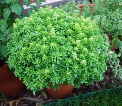 200 SPICEY GLOBE BASIL SEEDS ~ heirloomseedguy ~ 2026 ~ NON-GMO