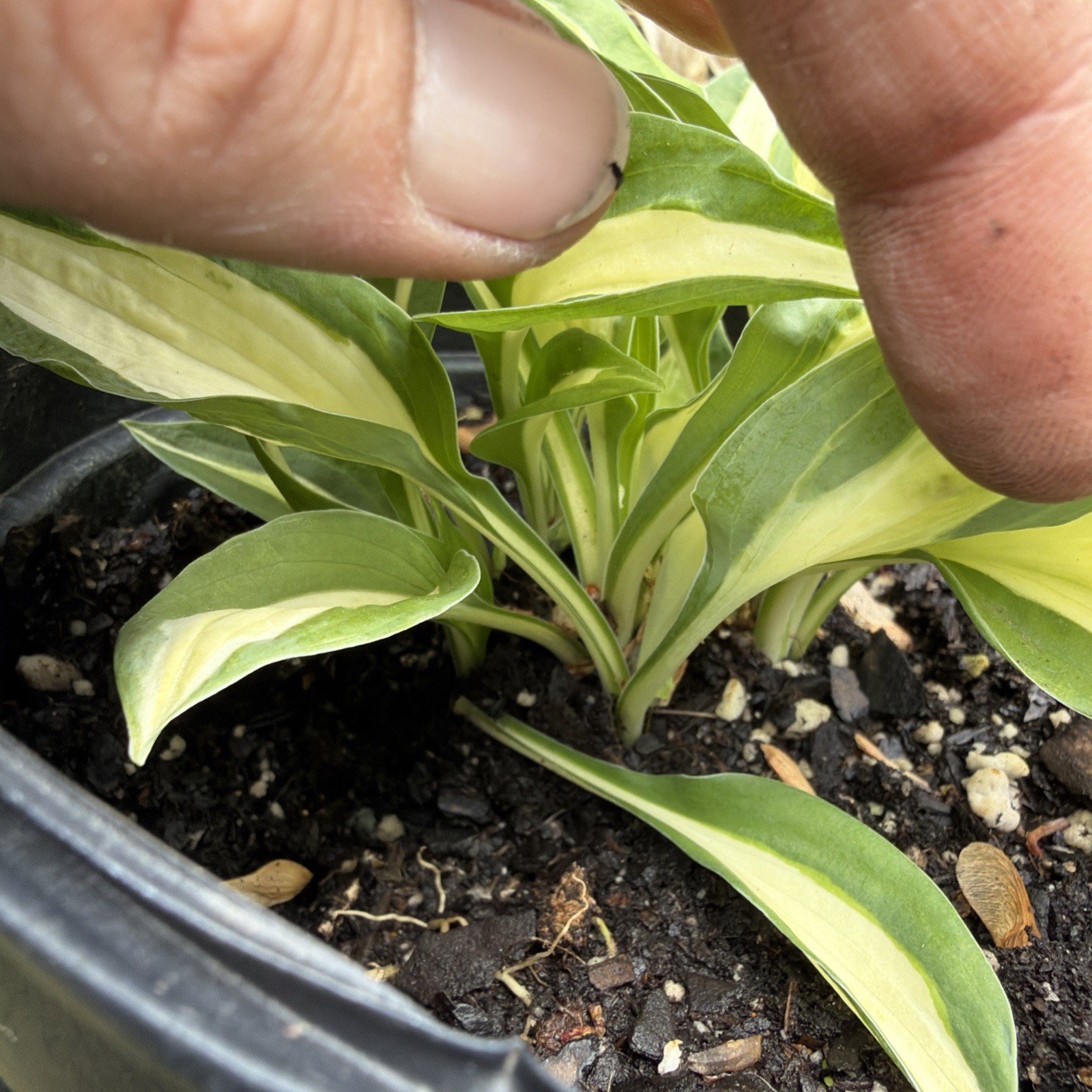 Hosta ‘Risky Business’ 7 Root Clump White Green Yellow Fast Growing