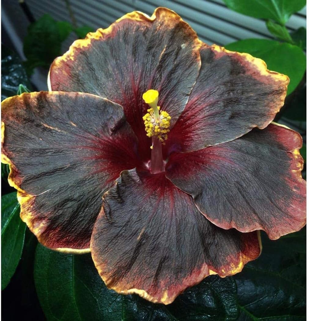 Exotic 20PCS Black Pink Purple Hibiscus Seeds for Outdoor & Indoor Gardens
