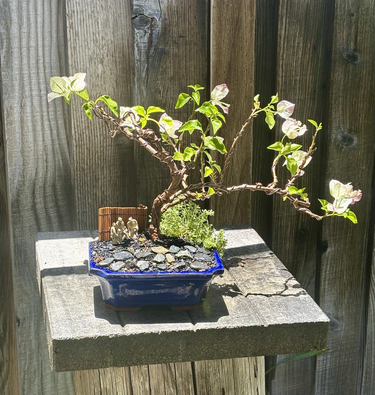 15 YEAR OLD BOUGAINVILLEA BONSAI TREE. WHITE & PINK FLOWERS “YANI’S DELIGHT”