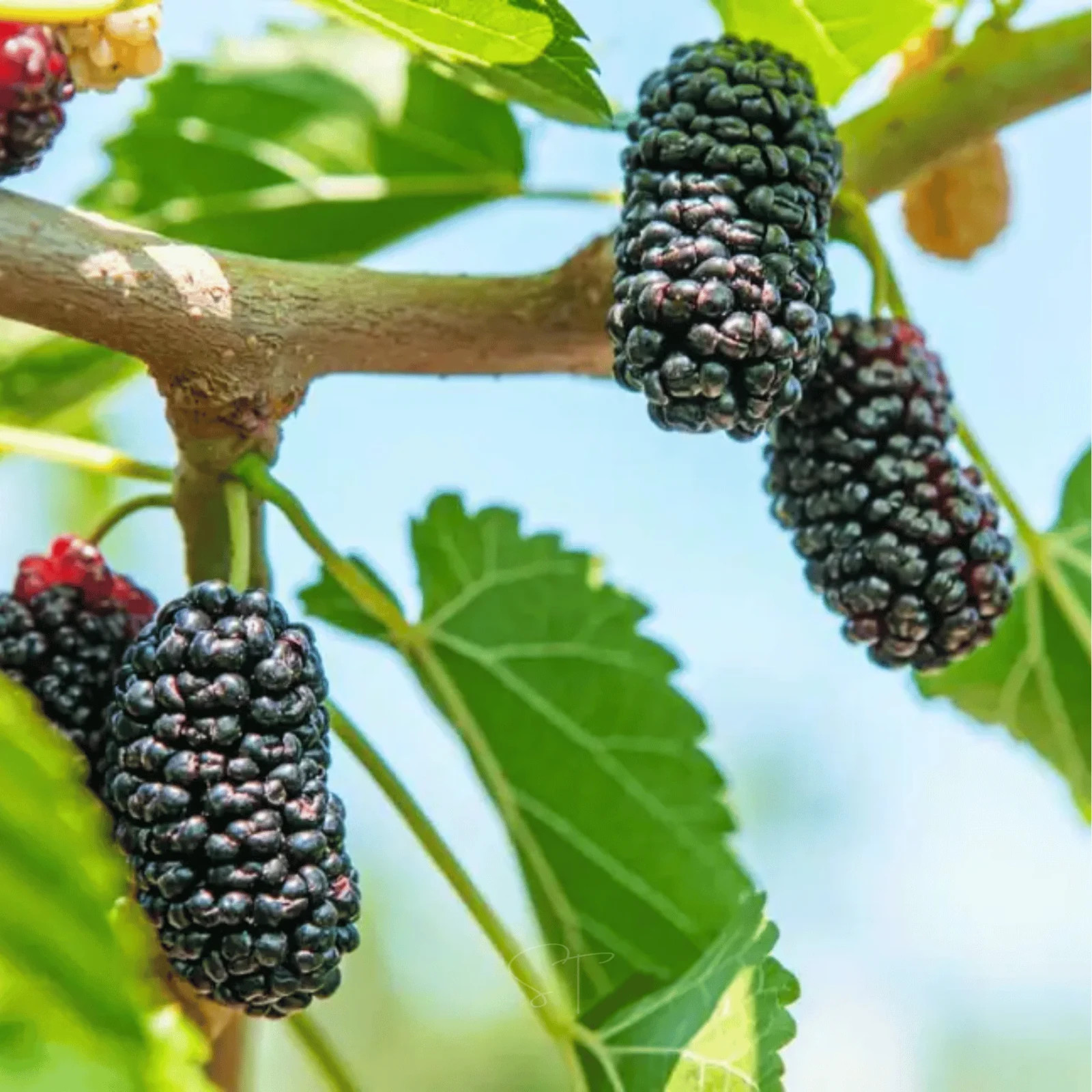 250+ Black Mulberry Seeds – Morus Nigra – Non-GMO Open Pollinated Heirloom Fruit