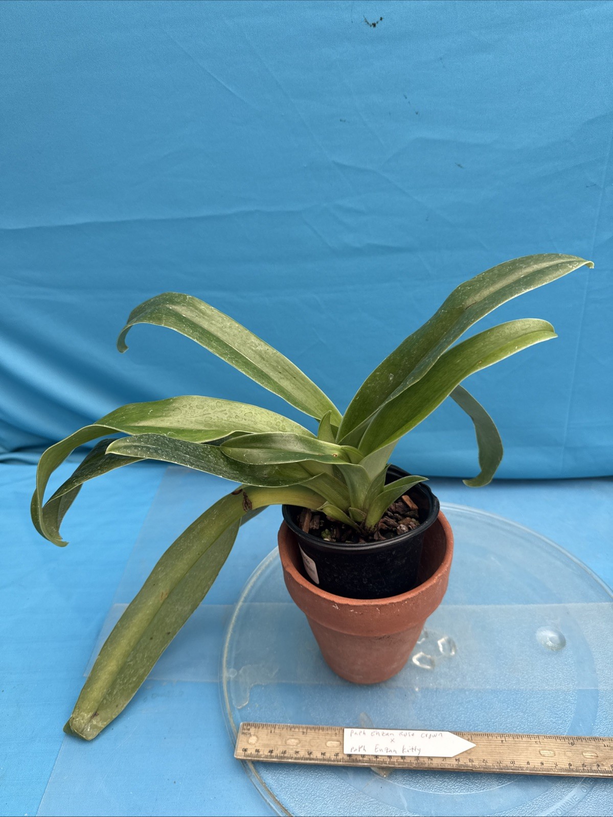 Paphiopedilum Enzan Rose Crown X Enzan Kitty Maroon Green White BS Orchid 4” Pot