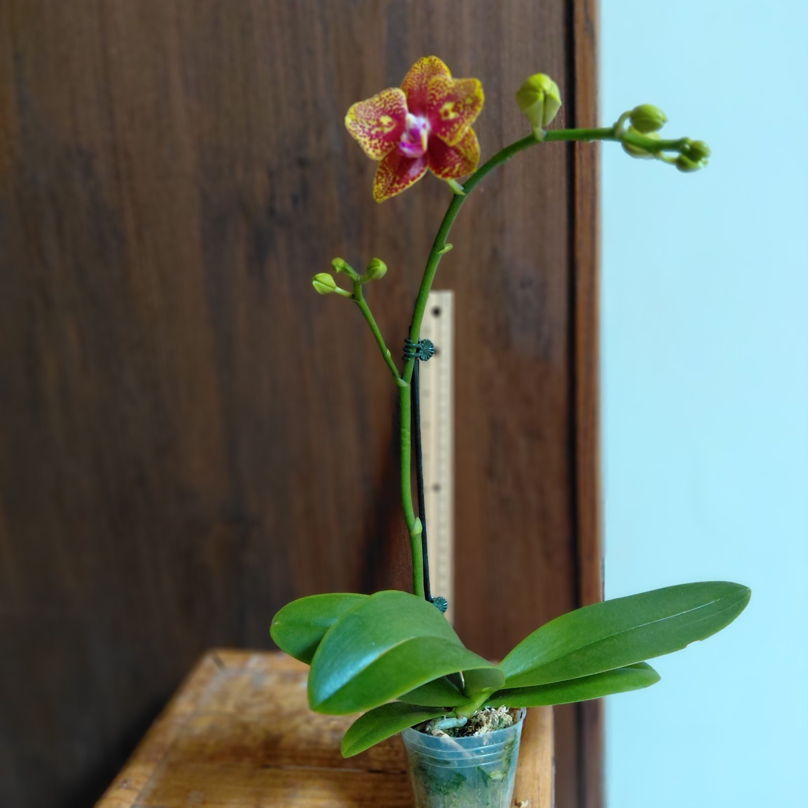Phalaenopsis -K V Golden Star -Peloric w/ eyes – 1 Spike