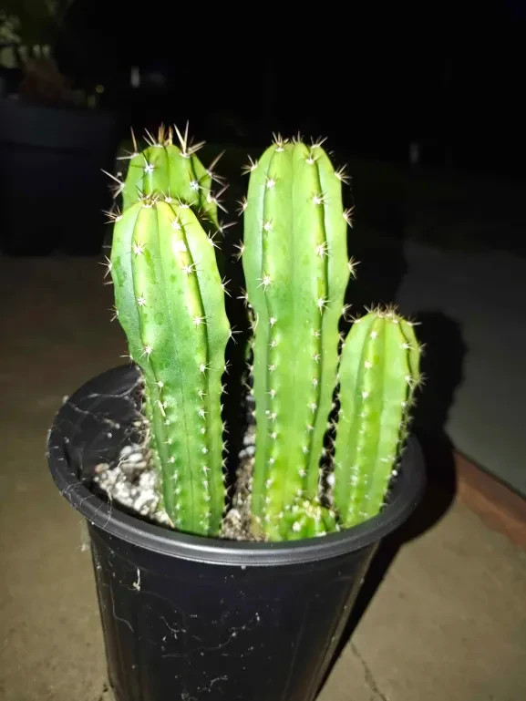 Echinopsis Cactus yearlings NOID 5 pack bundle Ross Garau NZ, 4-8 Inches