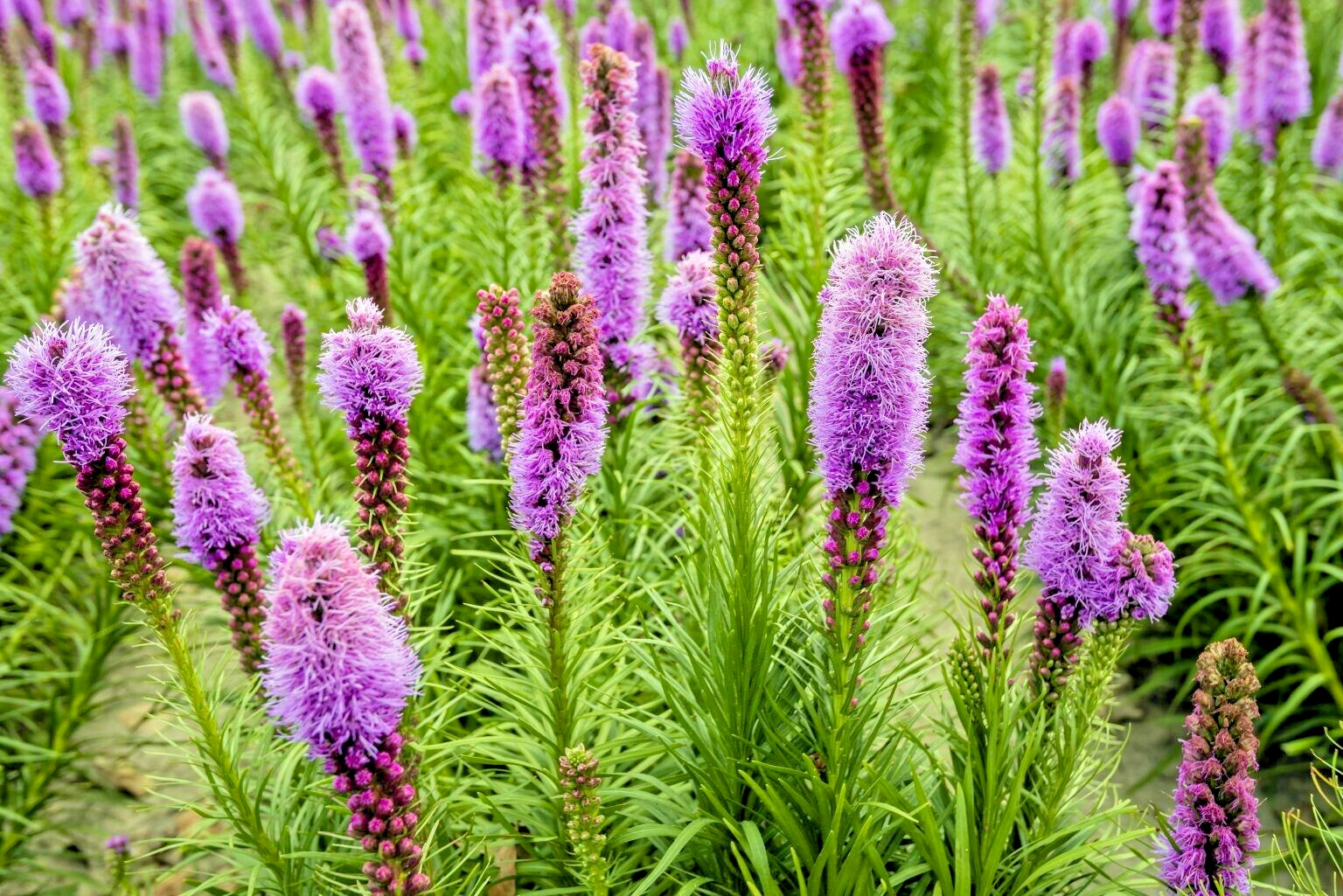 30 PURPLE BLAZING STARS SEEEDS – Liatris spicata