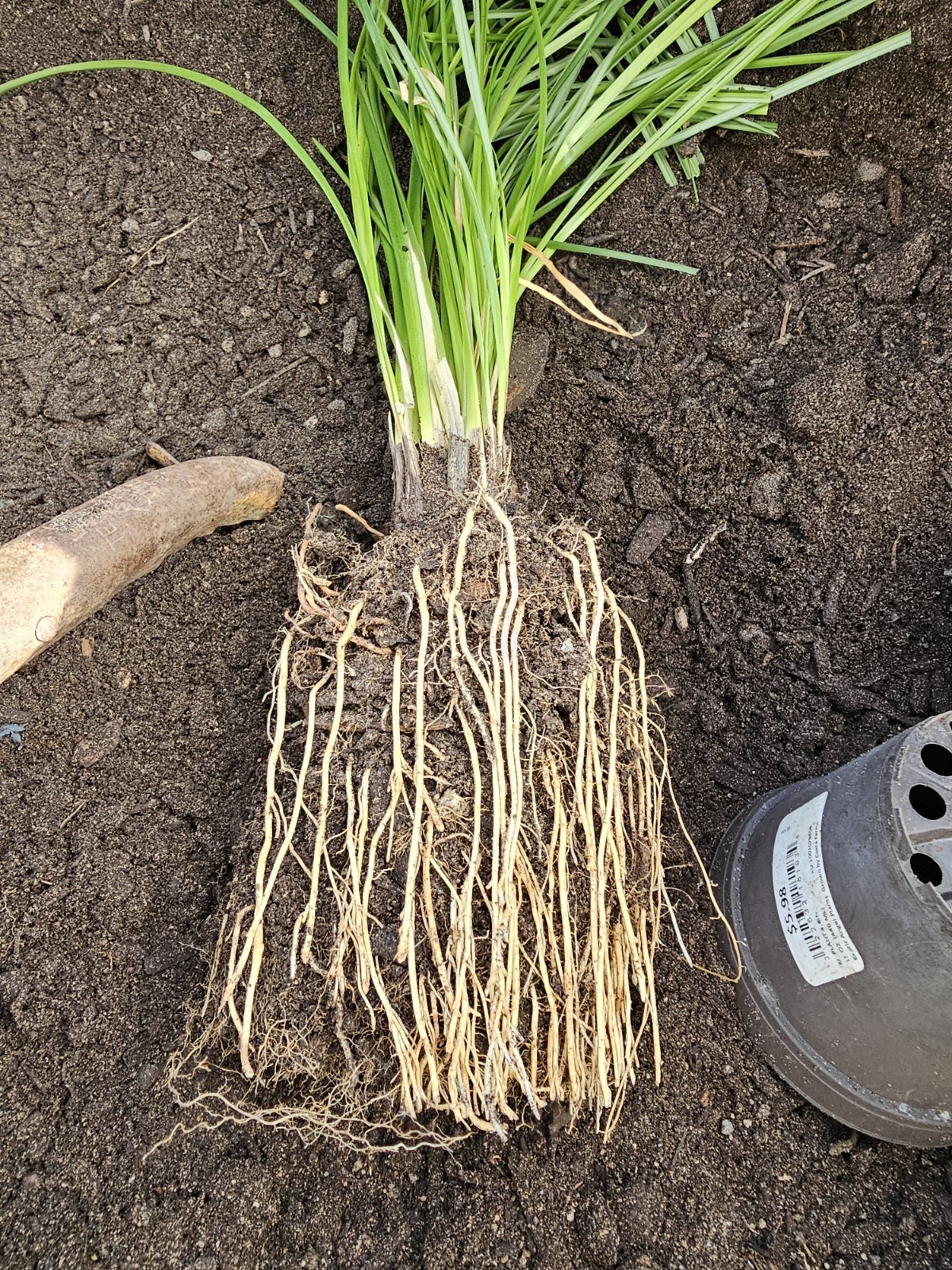 Vetiver live plant for EROSION CONTROL & Ornamental use