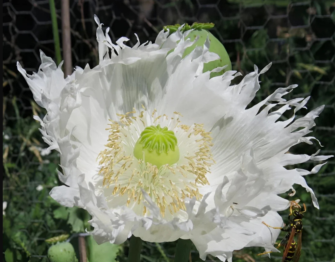 ROMANTIC COTTAGE GARDEN POPPY COLLECTION #3 FALL PLANTING Huge Pods 3000 Seeds!
