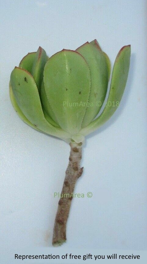 2 UNROOTED 4” Blue Chalk Stick Cutting Senecio Mandraliscae Succulent +gift