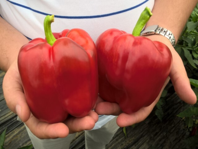 150 Cali Wonder Bell Pepper Seeds – Large – High Yields – Garden Classic