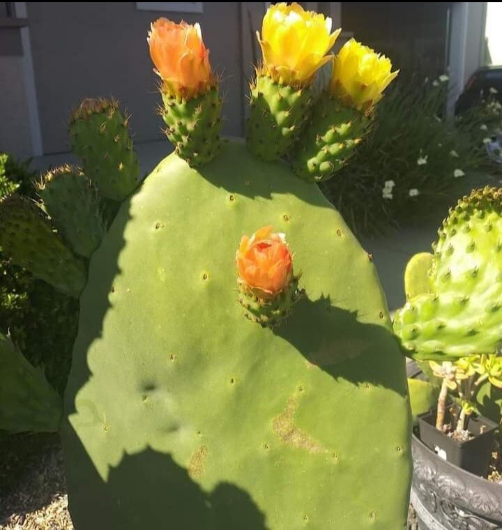 prickly pear cactus plant, grows orange pink and yellow blooms, Pears are edible