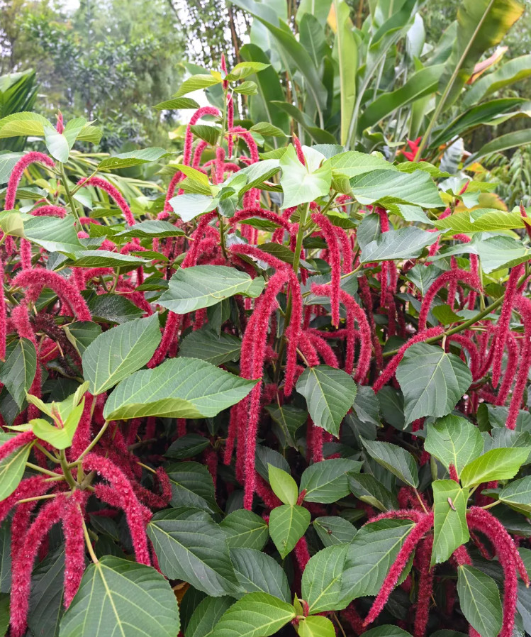 3 Live Chenille Firetail Acalypha Plants – 4–6 Inch Tall – Ships No Pot